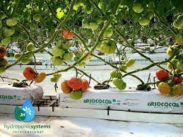 tomato growing in hydroponic systems
