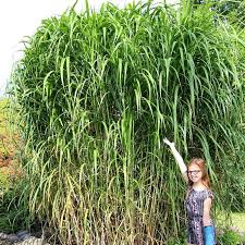 Miscanthus Giganteus Privacy Screen Ornamental Grass - Potted