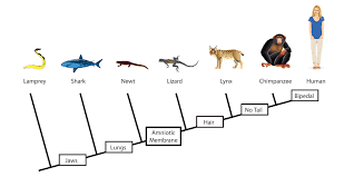 Background and procedures phylogeny, evolution, and comparative anatomy. Fossil Forensics Lesson 3 Taxonomy Cladograms Filament Games