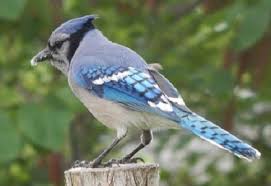 blue jay habits what do they eat where