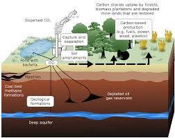 carbon sequestration wikipedia