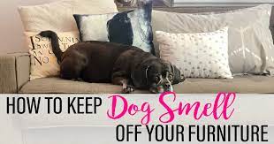 dog smell off your furniture