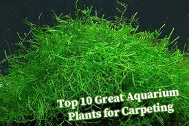 great aquarium plants for carpeting