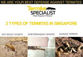 house termites how to identify