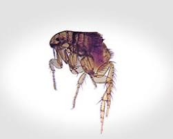 fleas facts control prevention from