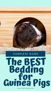 The Best Bedding For Guinea Pigs