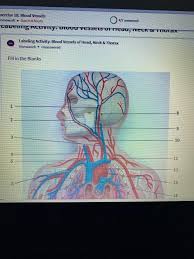 An extraordinary degree of branching of blood vessels exists within the human body, which ensures that nearly every cell in the body lies within a short distance from at least one of. Solved Xercise 18 Blood Vessels Oaft Answered Omework Chegg Com