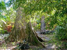 Flamingo Gardens Florida Hikes