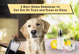 ticks and fleas on dogs