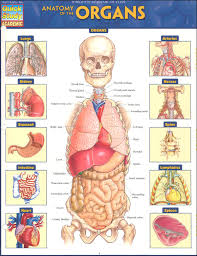 Anatomy Of The Organs Quick Study