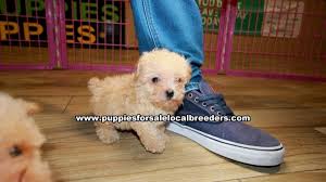 apricot toy poodle puppies for