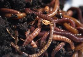 worm composting complete beginner s