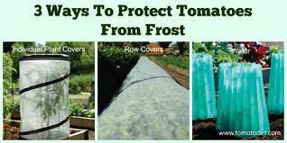Types Of Frost Protection For Tomatoes