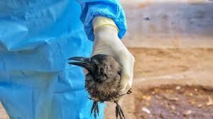 Learn about vaccination, transmission, treatment, prevention, and prognosis. Don T Panic Avoid Undercooked Meat And Eggs Say Experts On Bird Flu