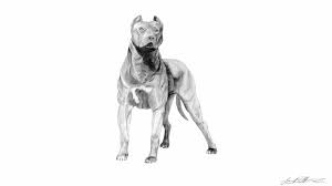 pitbull dog wallpaper 46 images