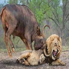 Mother Buffalo Takes Down Lion With Surprising Ease To Save His Baby - Dingo  vs Kangaroo.mp4 | kangaroo, baby | Mother Buffalo Takes Down Lion With Surprising  Ease To Save His Baby -