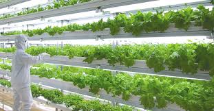 Vertical Gardening Goes High Tech And