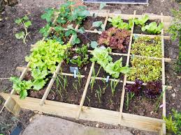 Square Foot Gardening Mistakes The