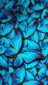 Bright smooth matte finish, scratch resistant paper made to order; Iphone 8 Wallpaper Blue Butterfly With Hd Resolution 1080x1920 Blue Butterfly Wallpaper Butterfly Wallpaper Iphone Butterfly Wallpaper