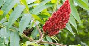 What is sumac powder used for?