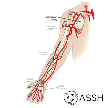 Anatomy 101 Arteries Of The Arm The Handcare Blog