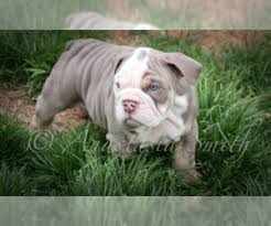 English bulldog kennel is an active family owned dog kennel that specialises in breeding english bulldog puppies. Puppyfinder Com English Bulldog Puppies Puppies For Sale Near Me In North Carolina Usa Page 1 Displays 10