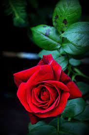 Leopold Brzin Beautiful Rose Flowers