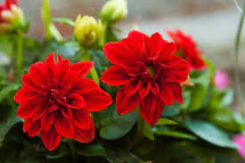 28 best red flowers for gardens red