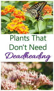 plants that don t need deadheading