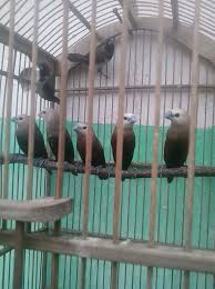 Info tentang audio ini🦜 nama burung: Klasifikasi Penyebaran Dan Cici Ciri Bondol Haji Emprit Kaji Pipit Kaji Jantan Tips Dan Bisnis Seputar Burung