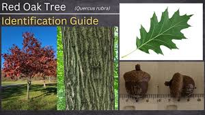 red oak tree a complete guide to what