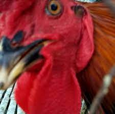 Ayam peru, atau ayam peruvian adalah salah satu jenis ayam yang banyak dimiliki untuk kepentingan adu ayam atau sabung ayam. Jual Ayam Peru Peruvian Philipin Home Facebook