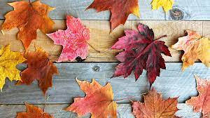 Cómo conservar hojas de otoño - Blog Flota