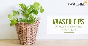 Vastu Tips On Placing Money Plants In