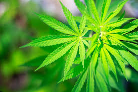 Legalizing Recreational Marijuana Pros And Cons
