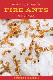 kill fire ants naturally using their