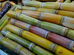cellulose content of sugarcane bage