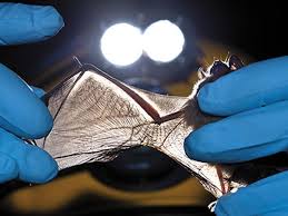 what is killing the bats science