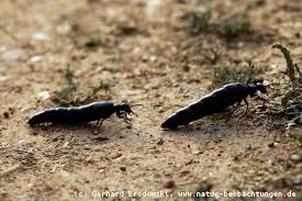 Insektensterben drastischer insektenschwund in deutschland. Insekten Bestimmen Steckbrief Kafer Namen Feinde Grosse Bilder Natur Beobachtungen