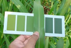 About Leaf Color Chart Lcc