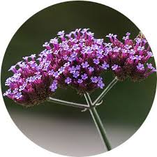 Flowers are also called the bloom or blossom of a plant. 62 Types Of Purple Flowers Proflowers Blog
