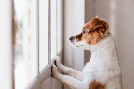 6 tips to help dog separation anxiety