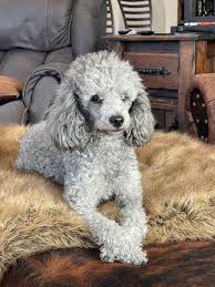 akc registered poodles in kansas from