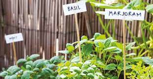 10 Tips To Start Your First Herb Garden