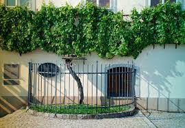 400 year old vine in slovenia with the