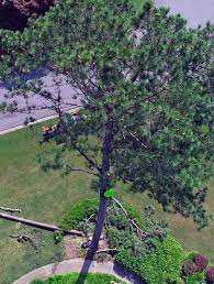 Osha requires tree removal professionals to wear protective gear from head to. Tree Removal Buford Ga Tree Service Tree Removal Service Llc