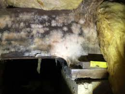 How Dangerous Is Mold In Your Home The