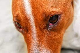 dog eye redness in plymouth meeting