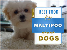 7 Best Foods To Feed An Adult And Puppy Maltipoo In 2019