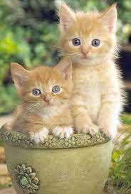 Find kittens for sale in cats & kittens for rehoming | find cats and kittens locally for sale or adoption in ontario : Pin On Cats Big Brothers Big Sisters